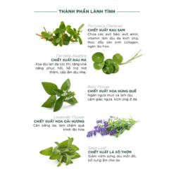 Sữa rửa mặt ngừa mụn sạch sâu gấp 2 lần CARYOPHY Portulaca Cleansing Foam 150ml